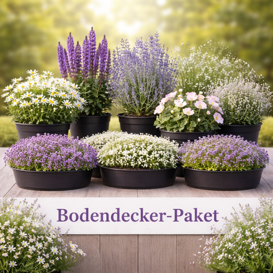 Mediterranes Blütenmeer – Premium Staudenbeet