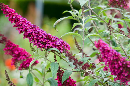 Premium Gartenstruktur  Blüten-Strauchpaket Lila-Weiß
