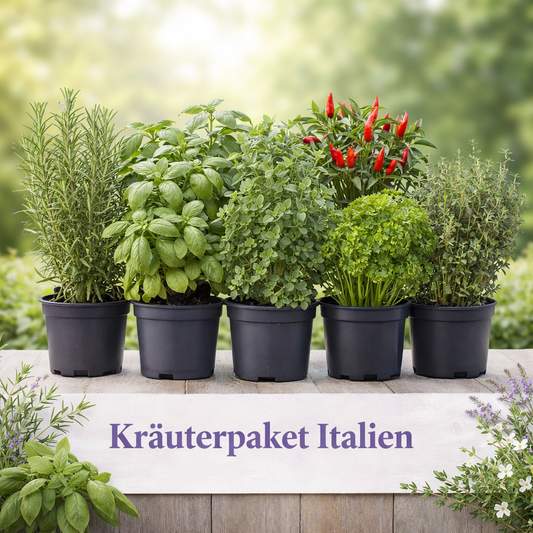 Italienische Kräuterküche – Premium Set