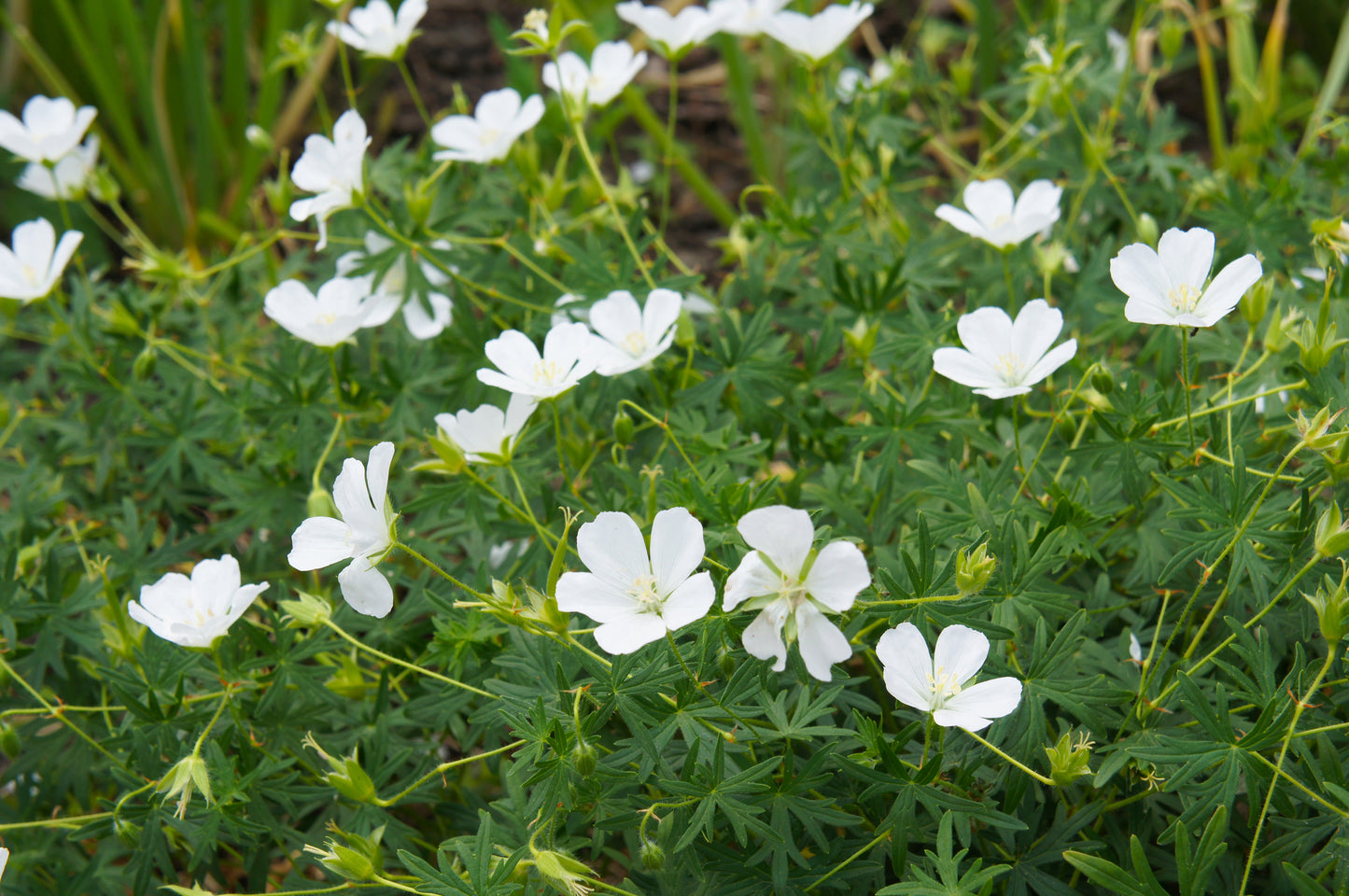 Mediterranes Blütenmeer – Premium Staudenbeet