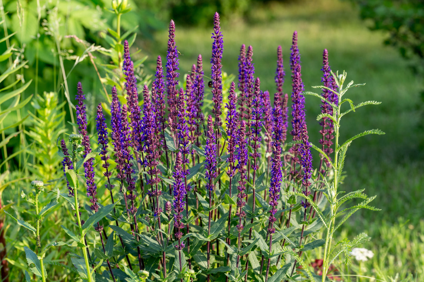 Mediterranes Blütenmeer – Premium Staudenbeet