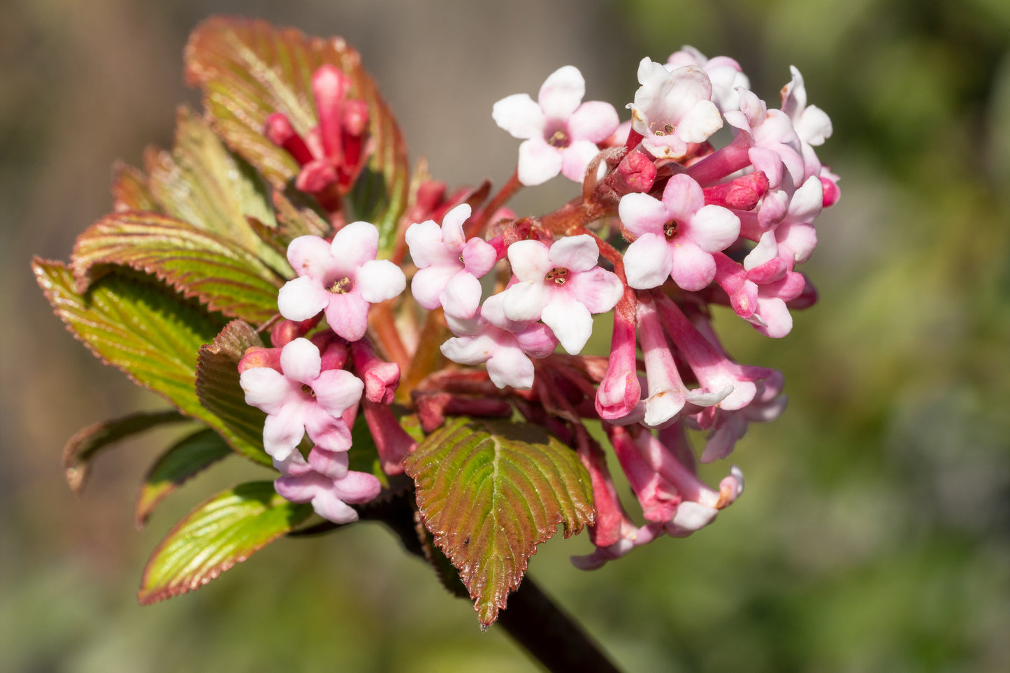 Premium Gartenstruktur  Blüten-Strauchpaket Lila-Weiß