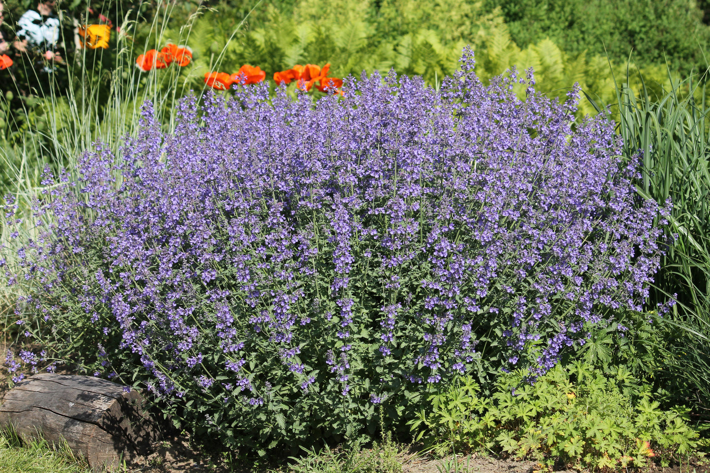 Mediterranes Blütenmeer – Premium Staudenbeet