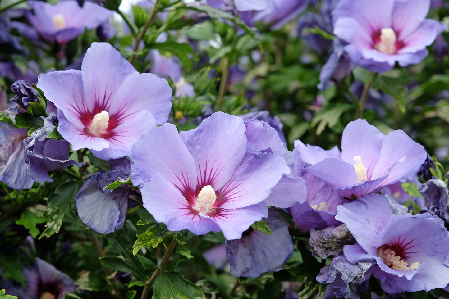 Premium Gartenstruktur  Blüten-Strauchpaket Lila-Weiß