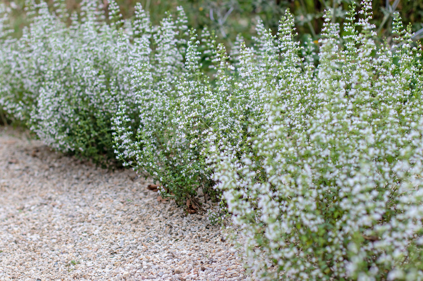 Mediterranes Blütenmeer – Premium Staudenbeet