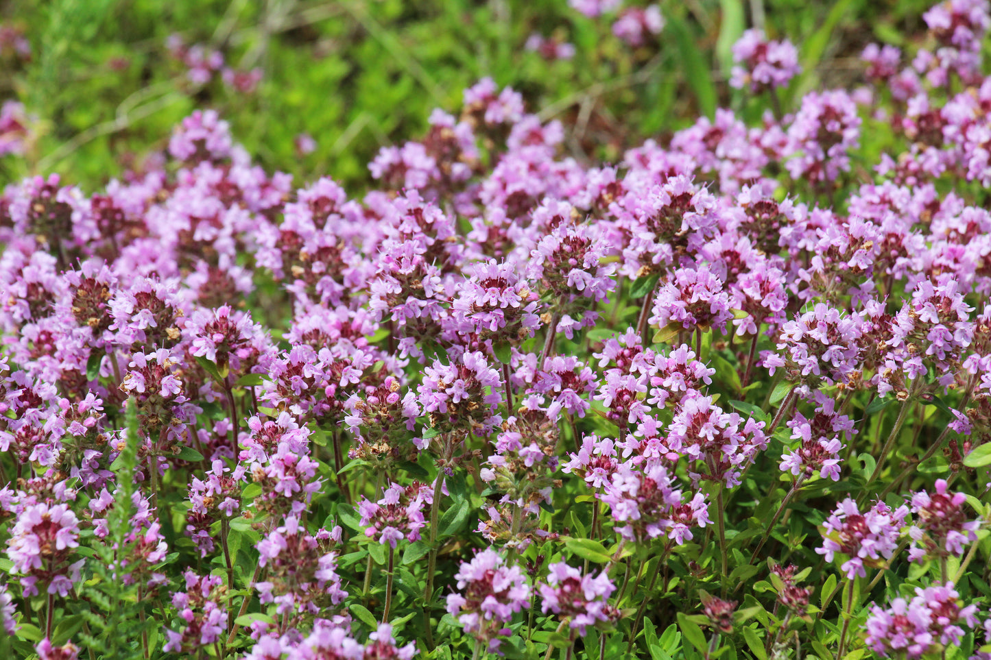 Mediterranes Blütenmeer – Premium Staudenbeet